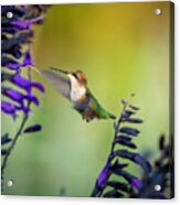 Hummingbird With Purple 2 Acrylic Print