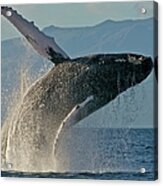 Humpback Whale Breach 2009-01-31 At Acrylic Print