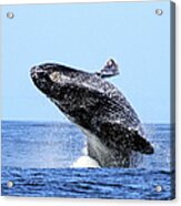 Humpback Whale Breaching Acrylic Print