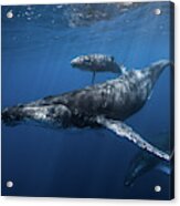 Humpback Whale Family's Acrylic Print