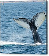 Humpback Whale Megaptera Novaeangliae Acrylic Print