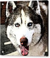 Husky Acrylic Print