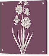 Hyacinth Purple Flower Acrylic Print