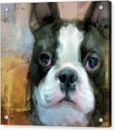I Adore You Boston Terrier Art Acrylic Print