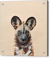 I Am A Wild Thing - African Painted Dog Acrylic Print