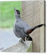 I Know Why The Catbird Sings Acrylic Print