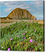 Ice Plants At Morro Rock Acrylic Print