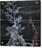 Iced Juniper In Front Of Rail Ties Acrylic Print