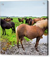 Icelandic Horses, Iceland Acrylic Print
