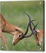 Impala Herd, Chobe National Park Acrylic Print