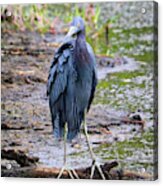 Impressive Feathers On Little Blue Heron Acrylic Print