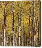 In The Thick Of Aspen Acrylic Print