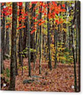 In The Woods Acrylic Print