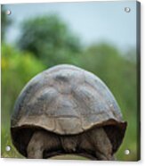 Indefatigable Island Tortoise Backside Acrylic Print