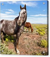 Indian Horse In The Desert Acrylic Print