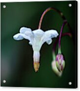 Inside Out Flower Acrylic Print