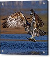 Intense Osprey Acrylic Print