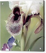 Iris With Morning Glory Flowers Acrylic Print