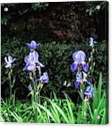 Irises Of Montserrat Acrylic Print