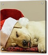 Is There A Santa For Dogs Acrylic Print