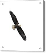 Isolated Bald Eagle 2019-1 Acrylic Print