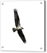 Isolated Osprey 2019-3 Acrylic Print