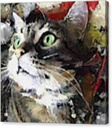 Jack The Green Eyed Manx Cat Acrylic Print