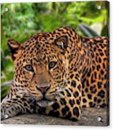 Javan Leopard In Rainforest Acrylic Print