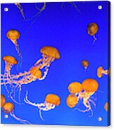 Jellyfish, California Acrylic Print