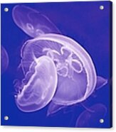 Jellyfishes In Blue Acrylic Print