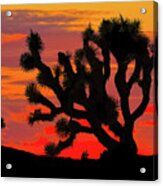 Joshua Tree At Sunset Acrylic Print