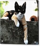 Just Chillin Tricolor Cat Acrylic Print