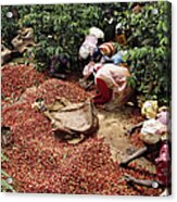 Kenya, Women Picking Coffee Beans Acrylic Print