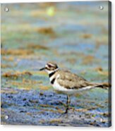 Killdeer Standing On Drained Lake Acrylic Print