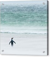King Penguin On Windy Volunteer Beach Acrylic Print