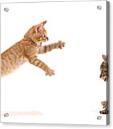 Kitten Attack Acrylic Print