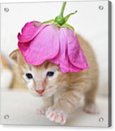 Kitten Walking With Flower Hat Acrylic Print