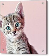 Kitty Acrylic Print