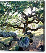 Knurly Oak Trees Acrylic Print