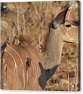 Kudu With Oxpeckers Acrylic Print