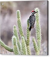Ladder Backed Woodpecker Resting On Acrylic Print