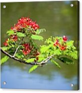 Ladies Of The Lake - Royal Poinciana Flowers Acrylic Print