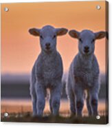 Lamb Twins Acrylic Print