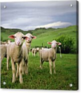 Lambs In Wyoming Acrylic Print