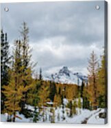 Larches In West Opabin Trail Acrylic Print