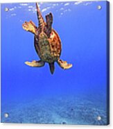 Large Male Green Sea Turtle Swimming Acrylic Print