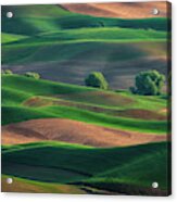 Late Afternoon In The Palouse Acrylic Print