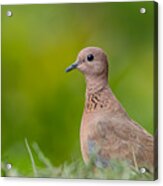 Laughing Dove Close-up Acrylic Print