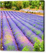 Lavander Field Acrylic Print