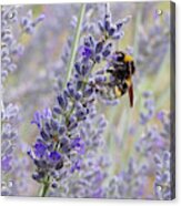 Lavender Bee Acrylic Print